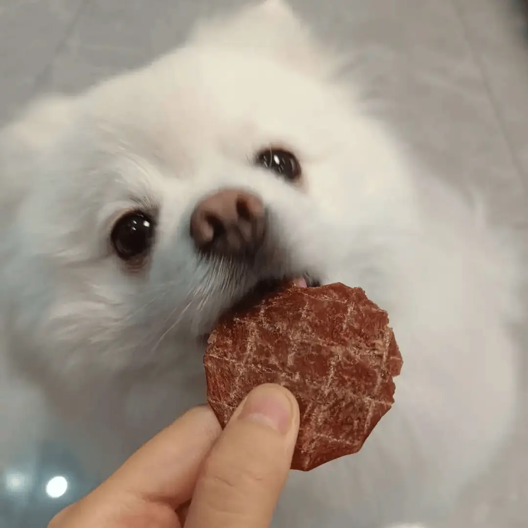 為什麼寵物總愛偷偷收藏各種奇怪小東西