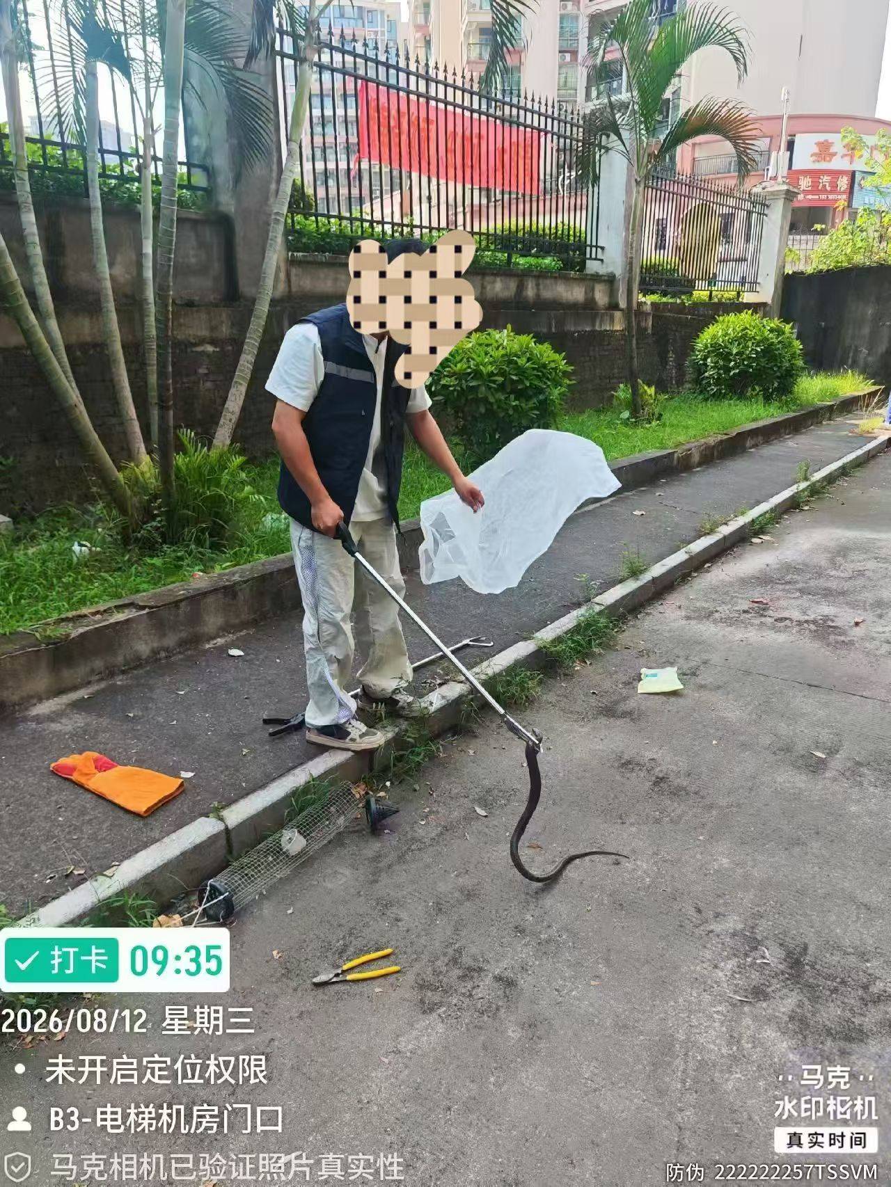 廣州一小區頻繁出現眼鏡蛇？市野保辦：清理雜物讓蛇主動撤離｜粵政通