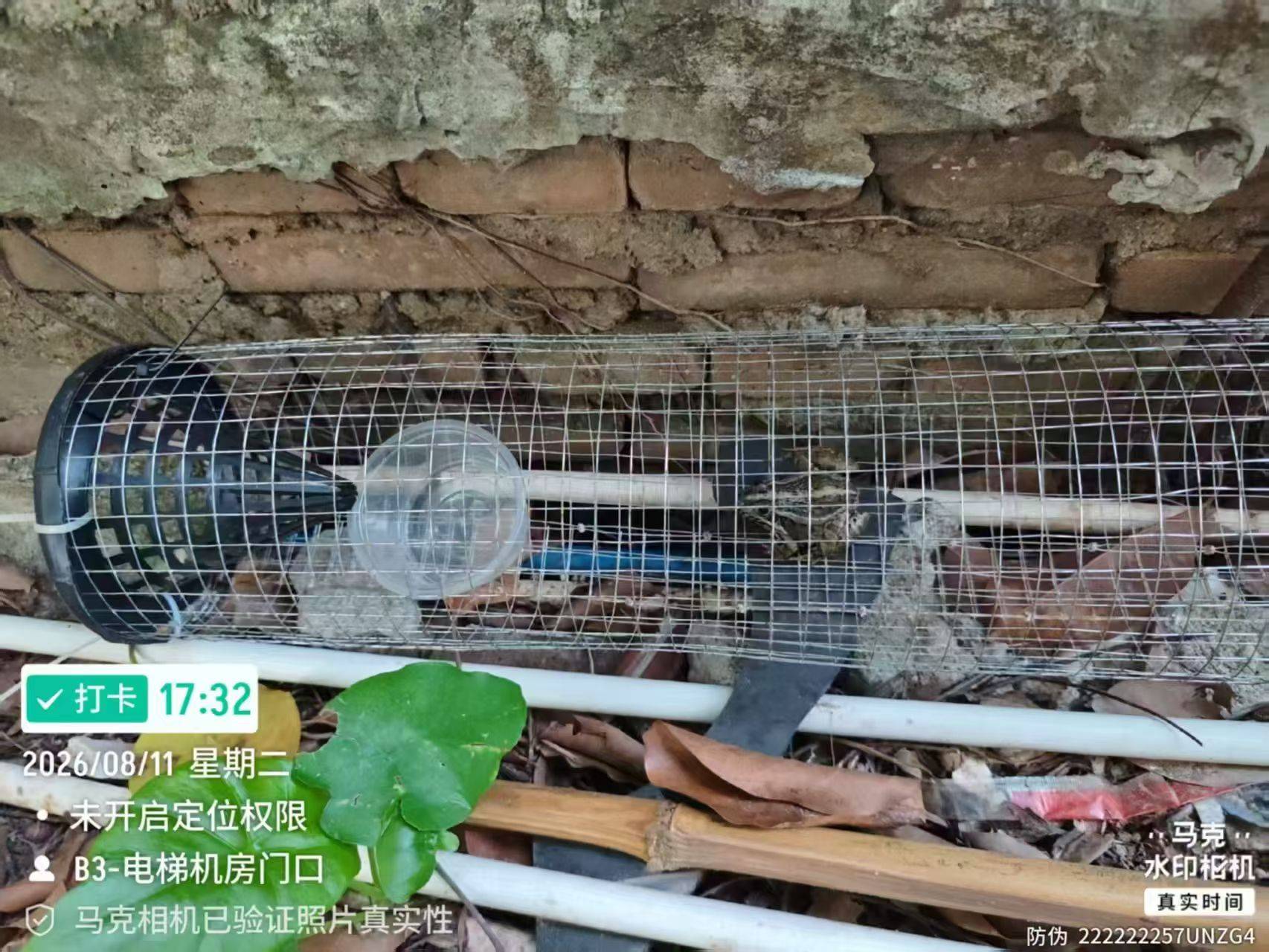 廣州一小區頻繁出現眼鏡蛇？市野保辦：清理雜物讓蛇主動撤離｜粵政通