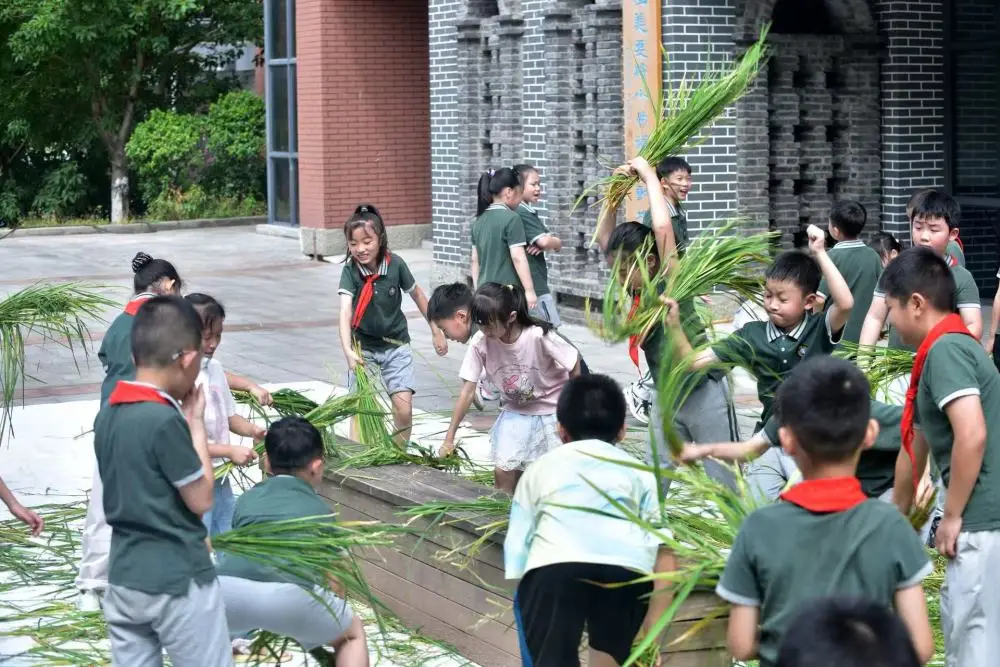 從不敢下田到搶著割稻，這群小學生忙得不亦樂乎