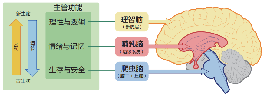 學點腦科學，教育孩子不焦慮、更有效！